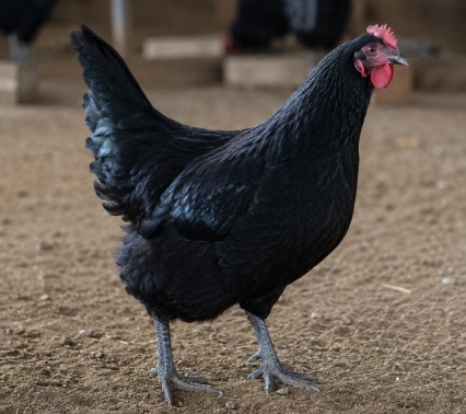Premium Broilers